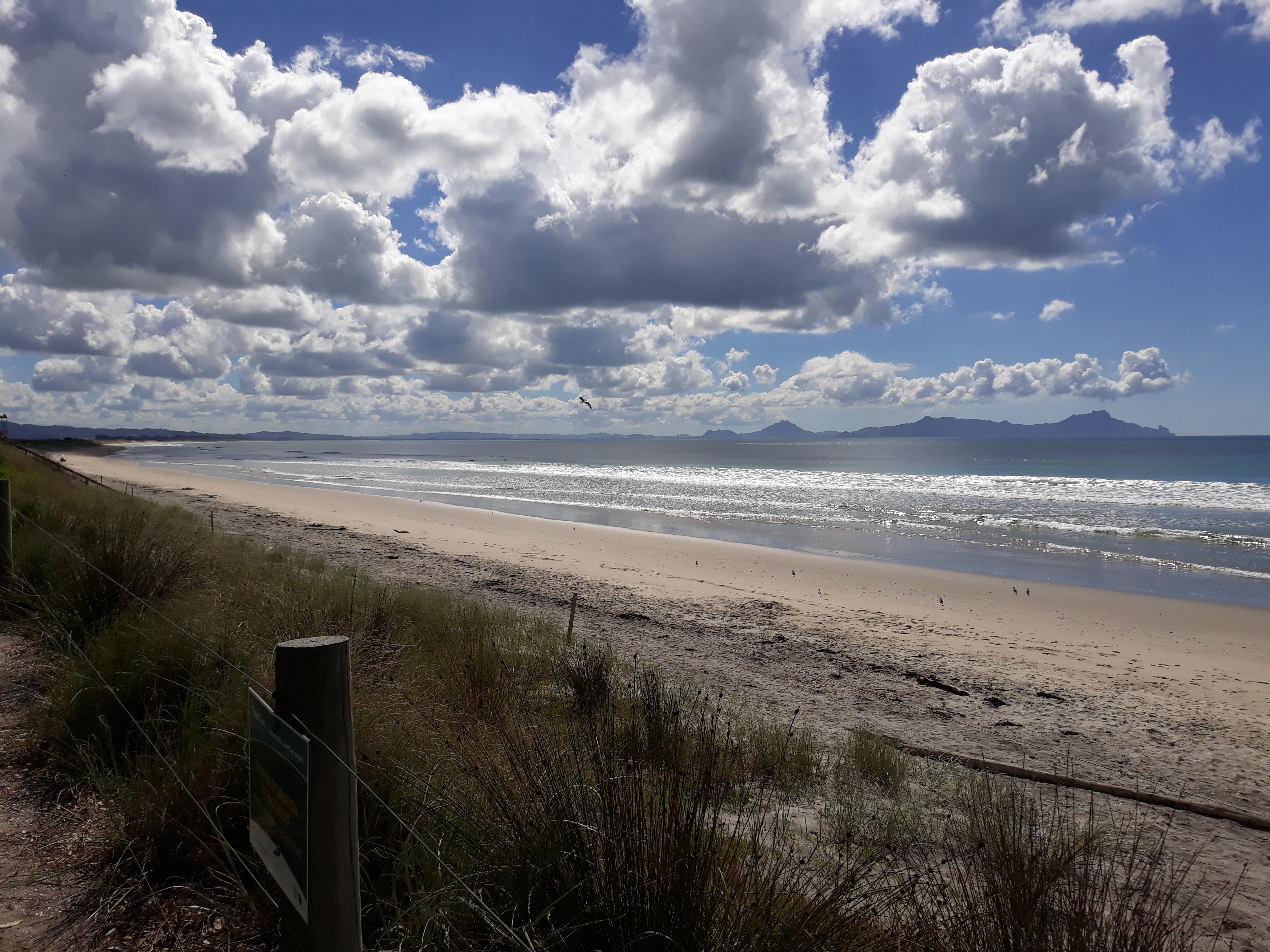 Dolphins & Whales in Bream Bay
